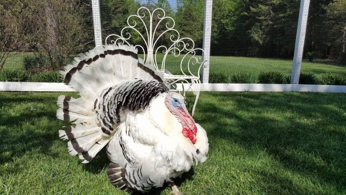 Are royal palm turkeys rare: