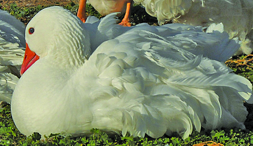 All About Medium Goose Breeds