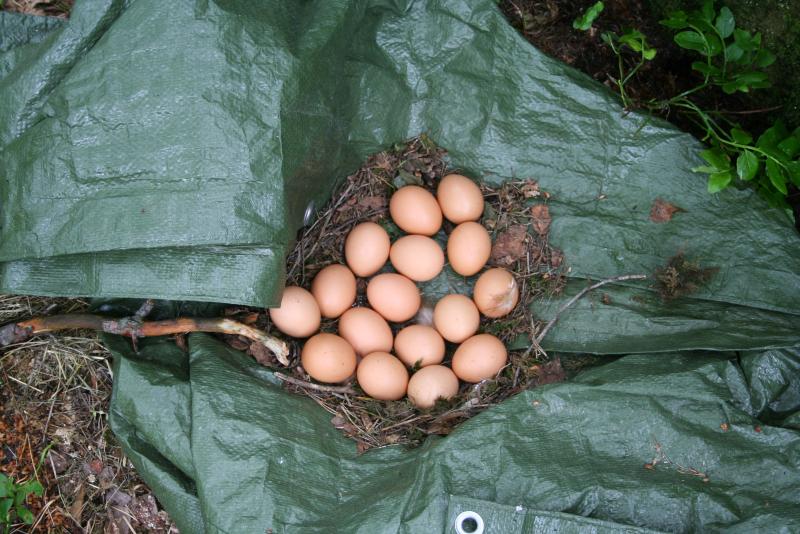 laying-eggs-on-the-ground-tarp