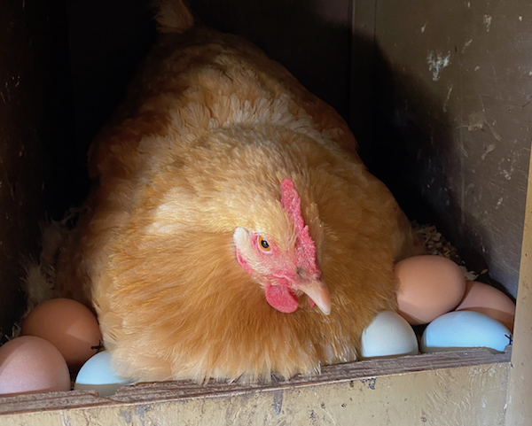 Ten Things Every New Chicken Owner Should Know